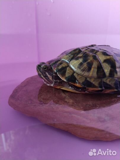 Красноухая черепаха