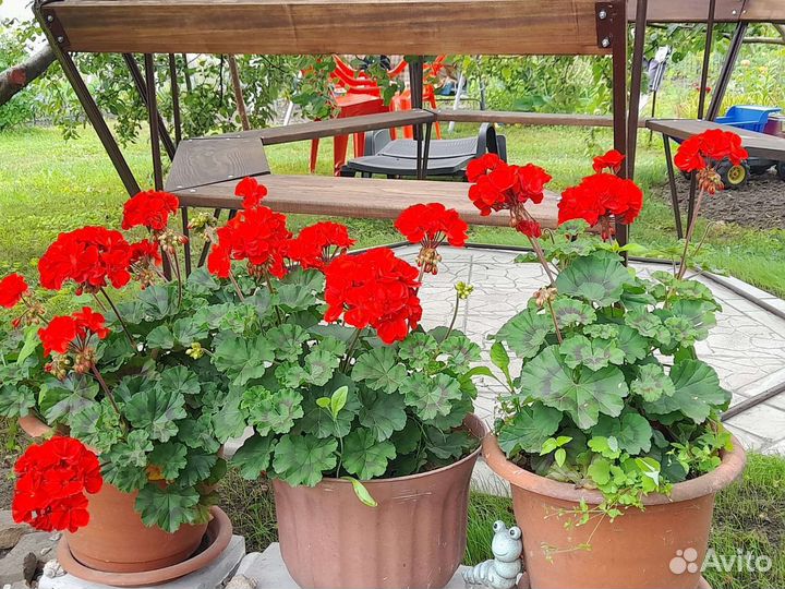 Пеларгония герань