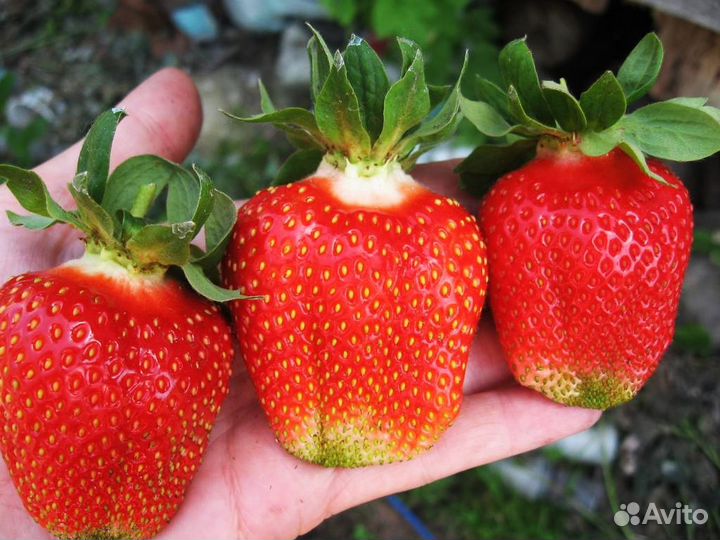 Рассада клубники азия, гигантелла