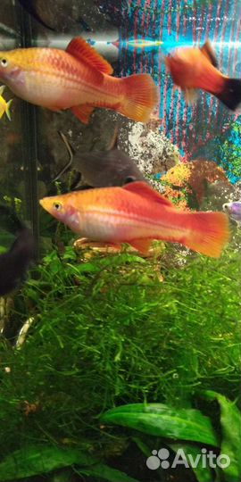 Меченосцы, улитка грунт, сомики Анцитрусы