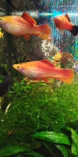 Меченосцы, улитка грунт, сомики Анцитрусы