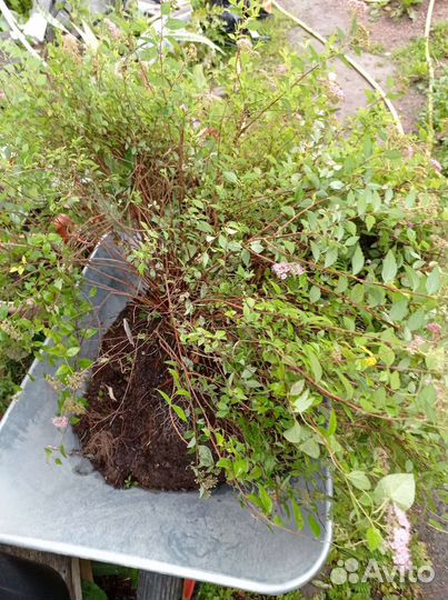 Спирея, гортензия, боярышник