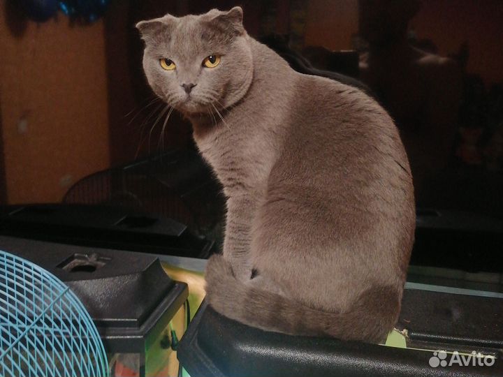 Кошка в добрые руки