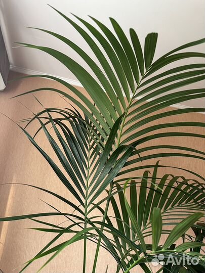 Пальма 18 лет