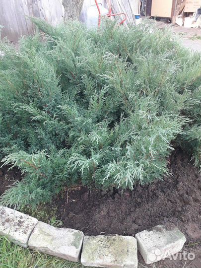 Можжевельник