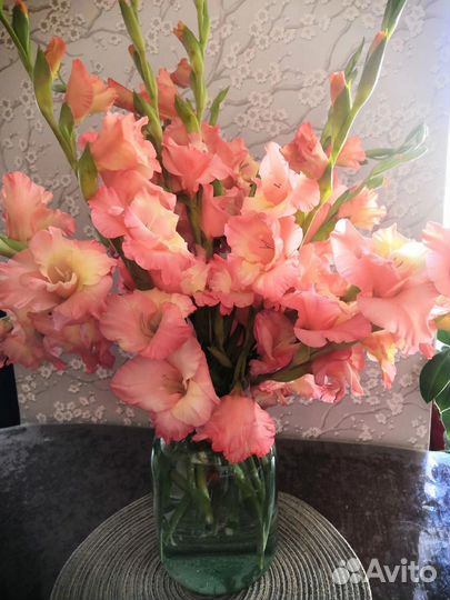 Продам луковицы гладиолусов