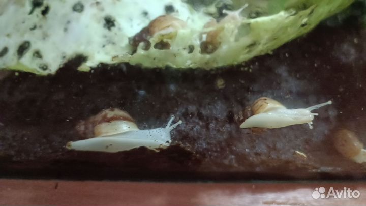 Улитки ахатины