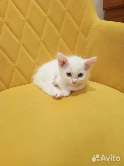 Котёнок девочка в добрые руки