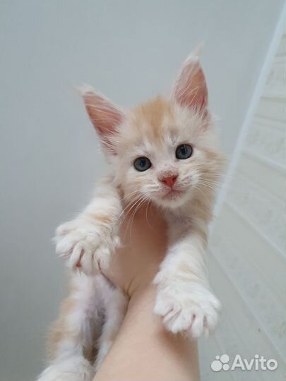 Котенок мейн-кун