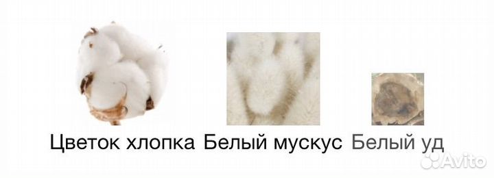 The Muse zarkoperfume