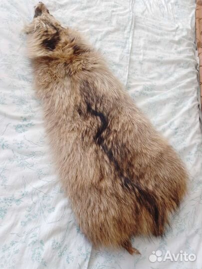 Шкурка животного