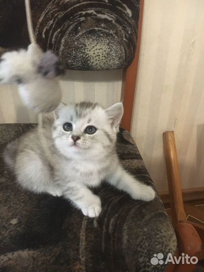 Хвостатики