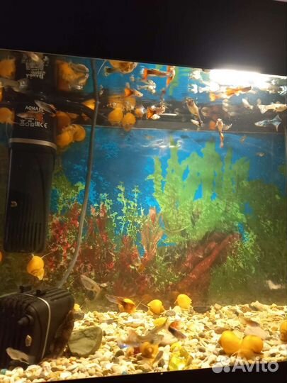 Аквариумные рыбки гуппи