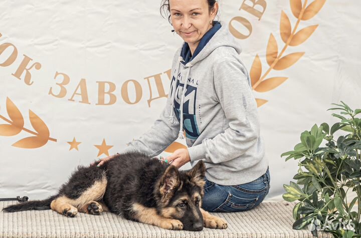 Щенки немецкой овчарки длинношерстной