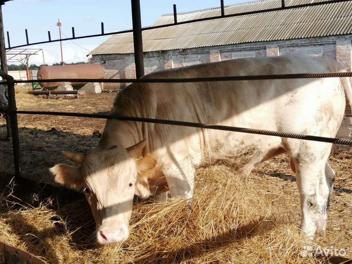 Продаю бычков сементалы.75 за одного в круг