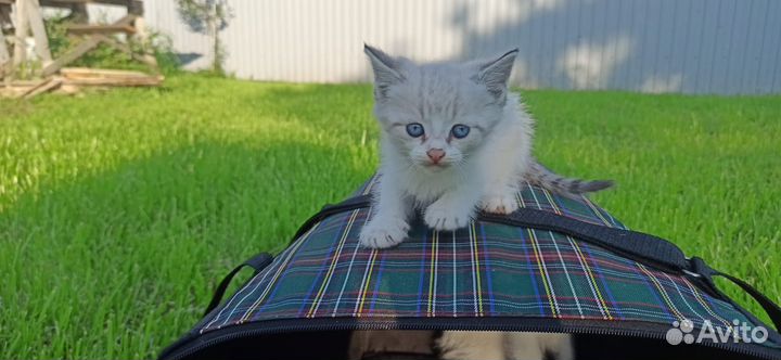 Котята ищут дом