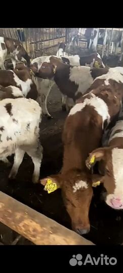 Бычки и телята