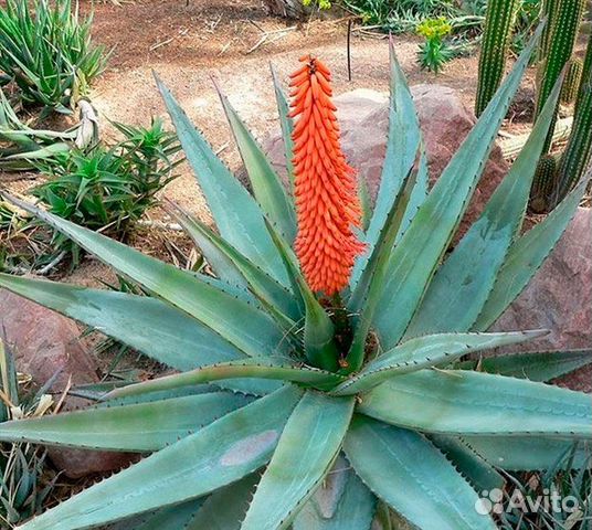 Агава голубая