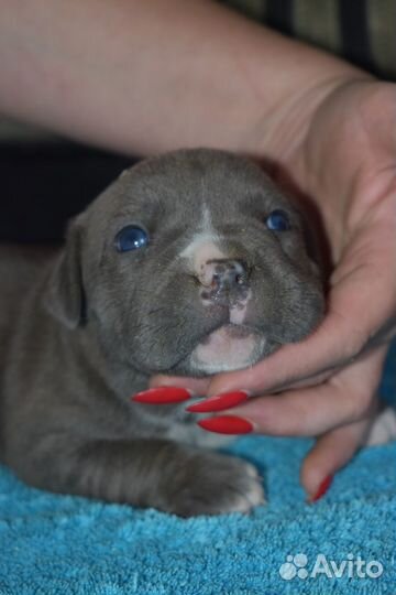 Стаффорд девочка