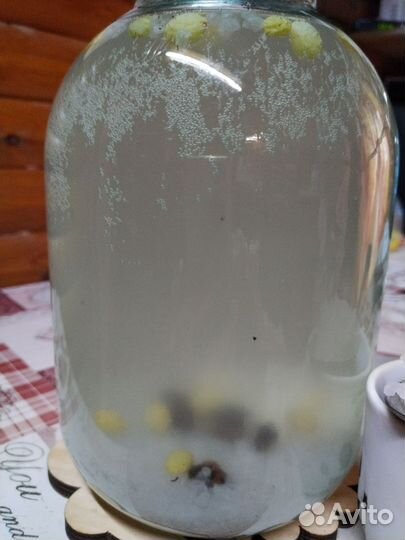 Морской индийский рис (рисовый гриб)