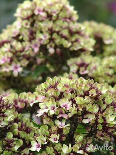 Цветы многолетники