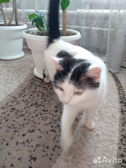 Кошка В добрые руки