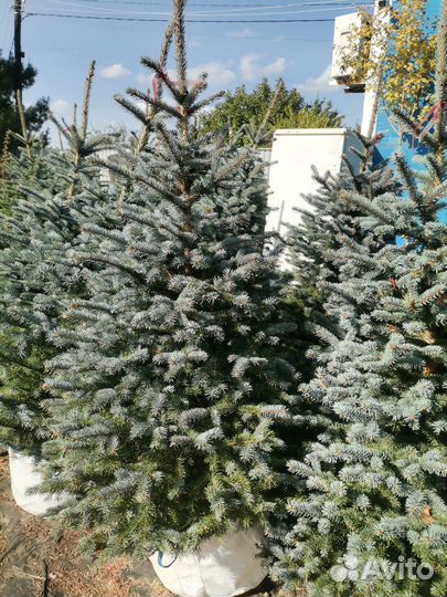 Ель голубая Супер Блю Сидлинг (сбс)