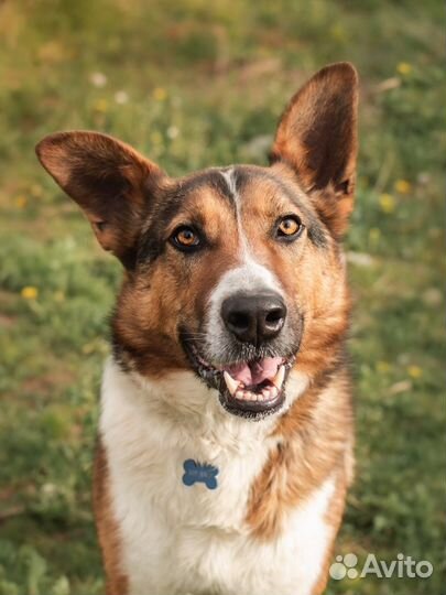 Добряк Мартин ищет дом