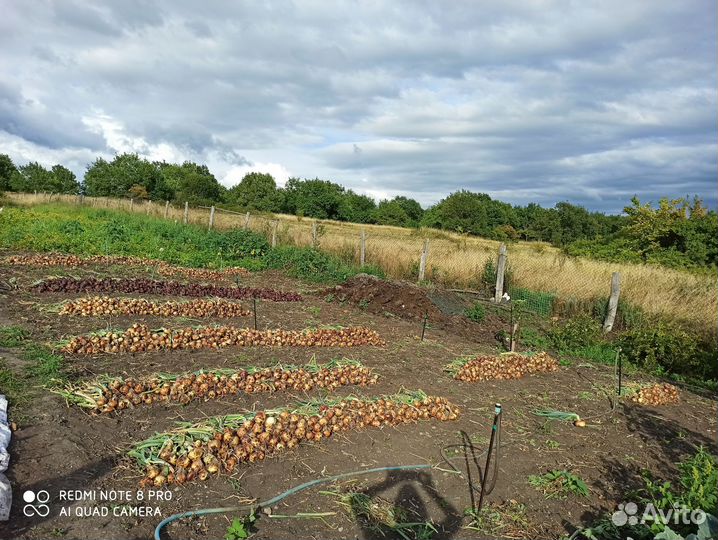 Лук красный с огорода