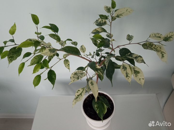 Фикус эльдорадо