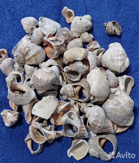 Морские ракушки раковины