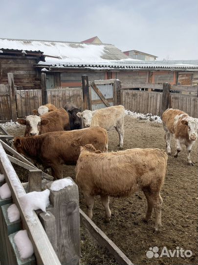 Телки и Бычки