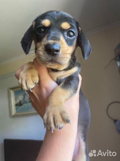 Щенок таксы, девочка