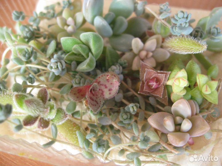 Редкие и популярные домашние растения