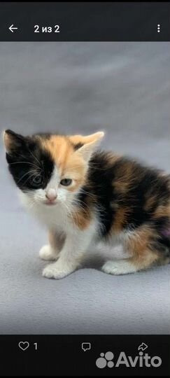 Котенок девочка