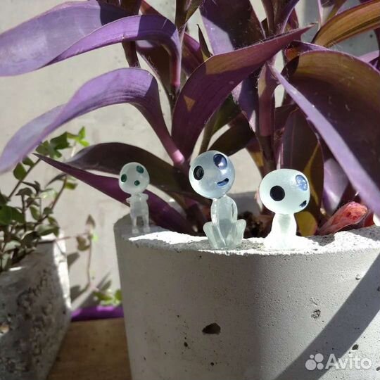 Традесканции и коллизии в бетонных горшках