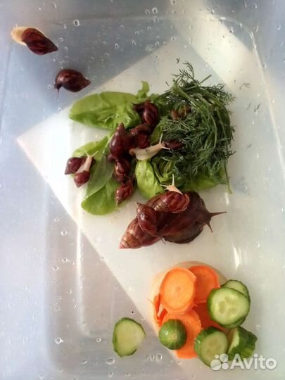 Улитки ахатины