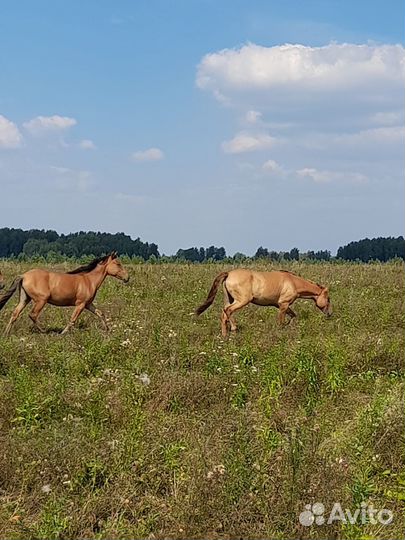 Кобылы и жеребята башкирской породы