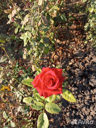 Саженцы роз
