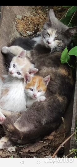 Котята в добрые руки