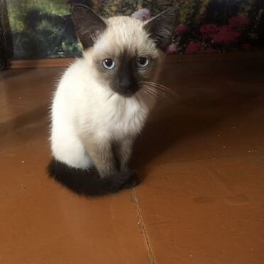 Сиамский котёнок