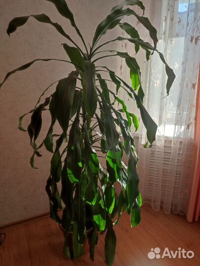 Пальма юкка