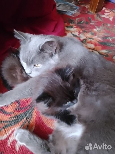 Британские котята