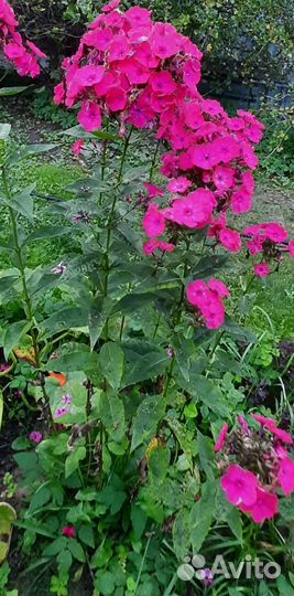 Флокс многолетний и другое