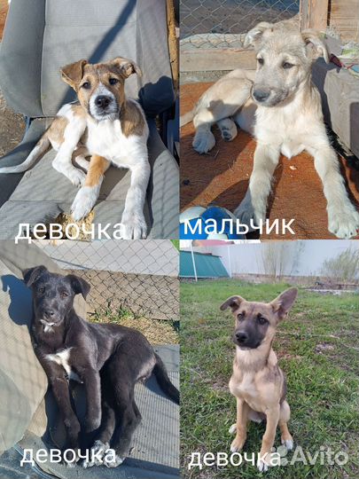 Щенок в добрые руки
