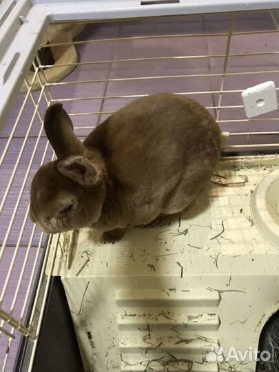 Гостиница для животных