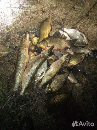 Свежая рыба лещ и щука