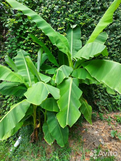 Банановые пальмы