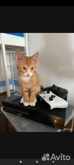 Xbox one
