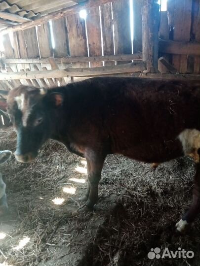 Бычок 10 месяц